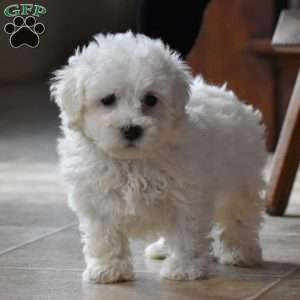 Cody, Bichon Frise Puppy